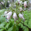 Virginia Waterleaf