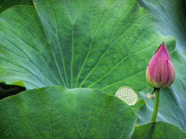 lotus root leaves