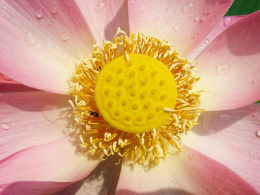 lotus root stamens