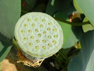 lotus seed pod