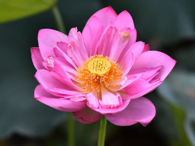 sacred lotus root flower