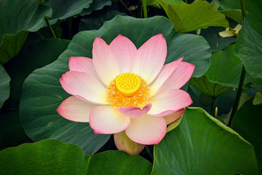 sacred water lotus
