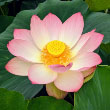 Water Lotus