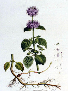 Water mint botanical drawing