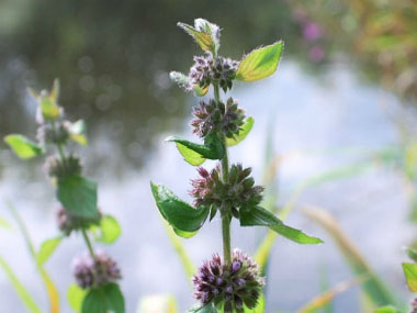 water mint 1