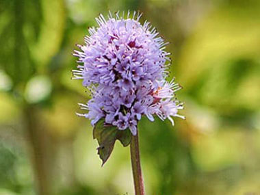 water mint flower