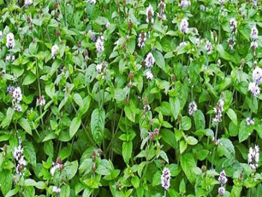 water mint plants