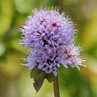 Water Mint