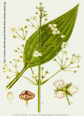 Alisma plantago aquatica