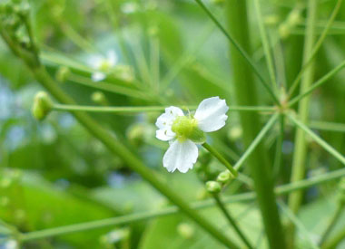 water plantain flower