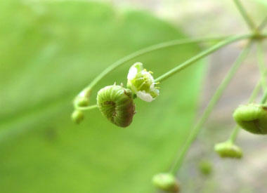 water plantain fruit