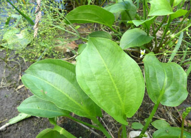 water plantain leaves