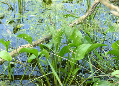 water plantain plant