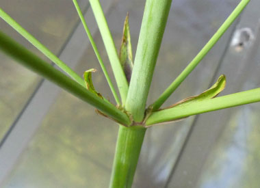 water plantain stem