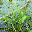 Water Plantain