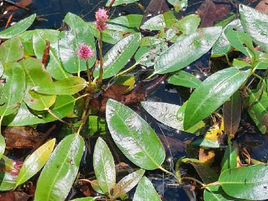 Persicaria amphibia