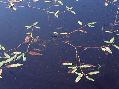 aquatic persicaria amphibia