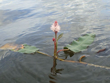 aquatic smartweed