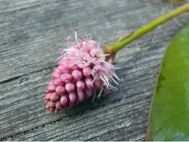 water smartweed flower