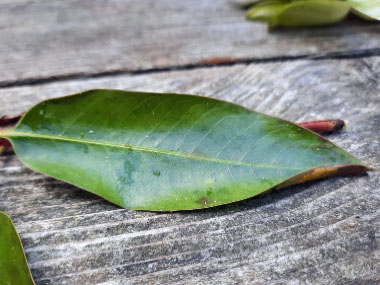 water smartweed leaf