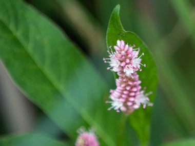 water smartweed plant