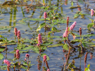 water smartweed plants