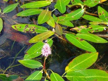 water smartweed