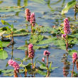 Water Smartweed