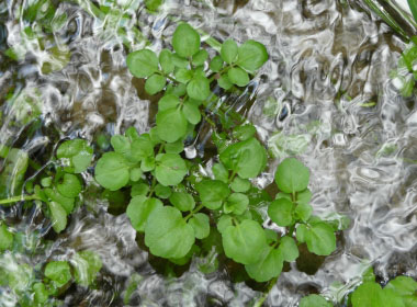 Nasturtium officinale