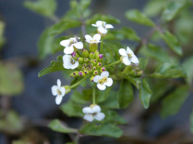 watercress flowers