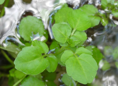 watercress leaves