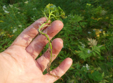 watercress root