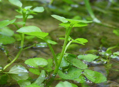 watercress stem