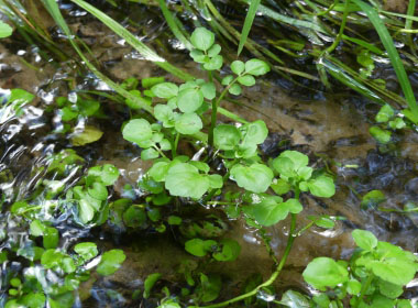 watercress