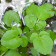 Watercress