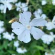 White Campion