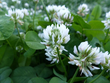 dutch clover