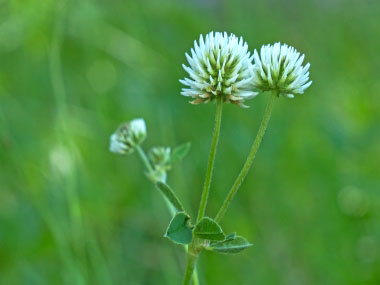 white clover flowers