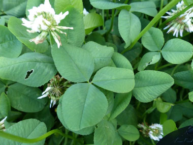 white clover leaves