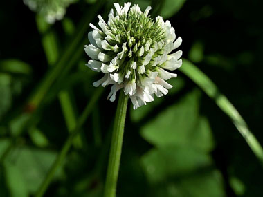 white clover stem