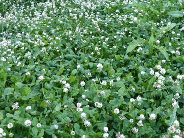 white clovers