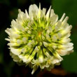 White Clover