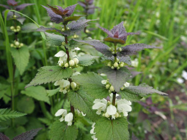 lamium album