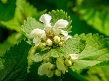 white dead nettle flowers