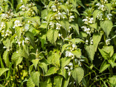 white deadnettle