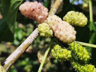 white mulberries
