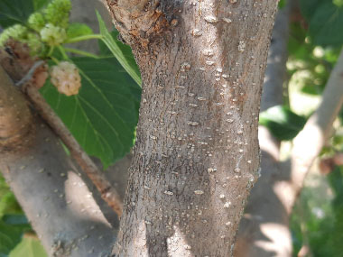 white mulberry bark