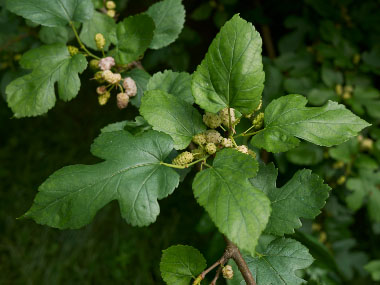white mulberry leaves