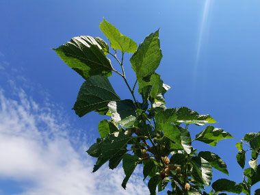 white mulberry
