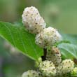 White Mulberry